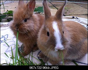 Schnappsch�sse eurer Ninchen :3-241845_4153228114382_241946680_o.jpg