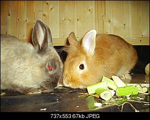 Peppino und die gro�e Liebe!-peppicleo2.jpg
