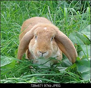 Fotoecke vom Deutschen Widder Fridolin-frido22712a.jpg