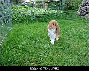 Fotoecke vom Deutschen Widder Fridolin-frido22712g.jpg