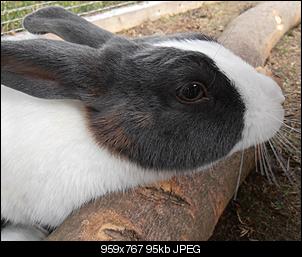 Meine Bunnys-p7310207.jpg