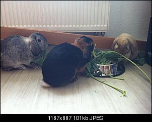 Die H�sslons sind los, Lustspr�nge voraus :D-img_0554.jpg