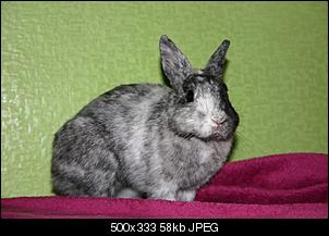 Idefix und Fee  :)-img_0892.jpg