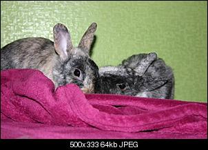 Idefix und Fee  :)-img_0900.jpg