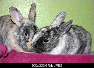 Idefix und Fee  :)-img_0902.jpg