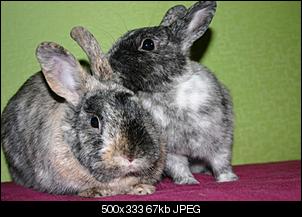 Idefix und Fee  :)-img_0921.jpg