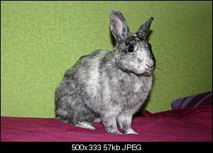 Idefix und Fee  :)-img_0935.jpg