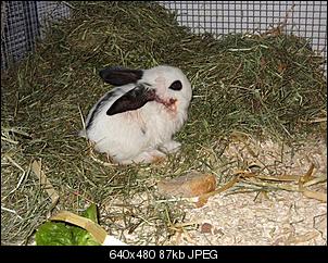 Wie kommt man zu einem Kanichen?-findus-teil-2-001-small-.jpg