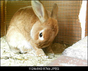 Rabny�s Bildithek ;-D-009.jpg