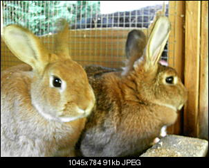 Rabny�s Bildithek ;-D-015.jpg