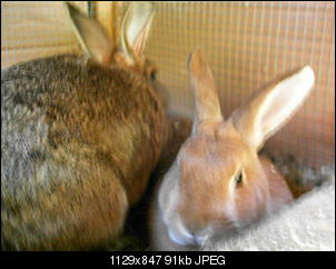 Rabny�s Bildithek ;-D-020.jpg