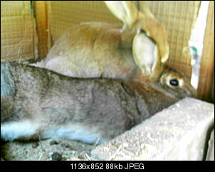 Rabny�s Bildithek ;-D-021.jpg