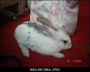 Rabny�s Bildithek ;-D-user6541_pic7315_1304246197.jpg