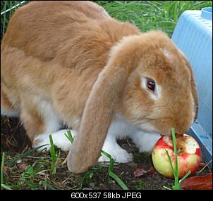 Fotoecke vom Deutschen Widder Fridolin-fridoapfel1.jpg