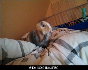 Meine kleinen Schlappohren Oskar und Lilli!-2012-10-07-12.41.00.jpg
