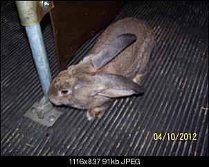 Die "kleine" Bunny und ihr M�hrchengeber-100_7447.jpg