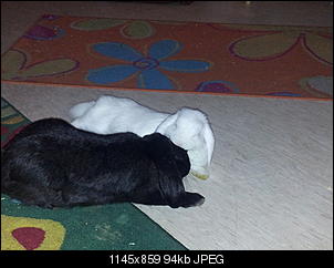 Hall�chen, ich bin der Jack-20121009_200331%5B1%5D.jpg