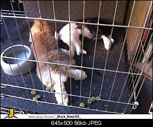 Peaches und anhang :D-557383_5c4869.jpg