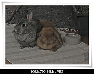 Pepper und Fluse sagen Hallo...-bild-0056.jpg