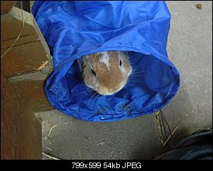 Fellkneule auf 8 Pfoten ♥-dscn0886.jpg
