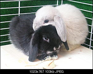 Blacky & Sweety-dscn2026.jpg