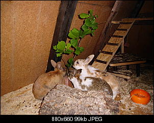 Das sind wir:-)-kaninchen-5-.jpg