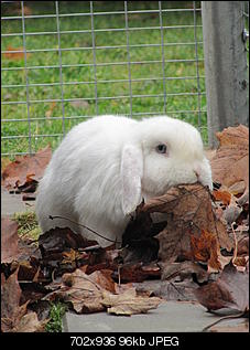 Die Vogelsberger Nachrichten-lotta-laub.jpg
