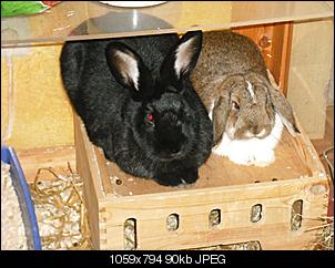 Bibbi, Bodo und ich sagen "HALLO"-weihnachten-2oo9-023.jpg