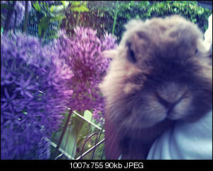 Evchens Schnuggis are in the house!-tinky-2-.jpg
