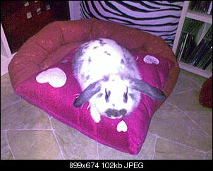 Hallo :) unsere Kaninchenfamily...-jackie.jpg