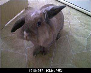Hallo :) unsere Kaninchenfamily...-brownie.jpg