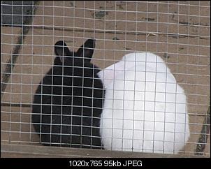 Die Vogelsberger Nachrichten-daisy-minnie.jpg
