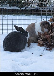 Die Vogelsberger Nachrichten-charlotta-poldi-schnee.jpg