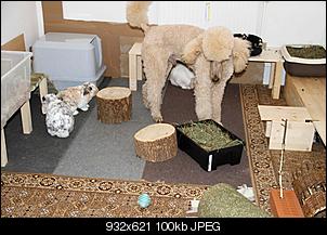 Kuky, Lilly und Kleo-img_1984.jpg