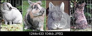Mein Gehege und meine Tiere :)-unbenannt-so-dez-30-2012-kopie-mittel-.jpg