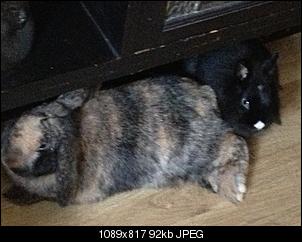 Hallo ich bin Reeni und meine Kaninchen hei�en Lilli und Lulo-image.jpg