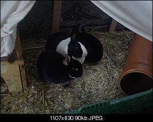 Klopf,Boing,Hmmm, mampf... hallo^^-dsc00037.jpg