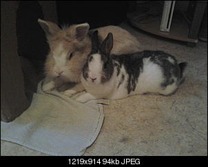M�mmelmann Momo ist da;))-20130103_103432.jpg