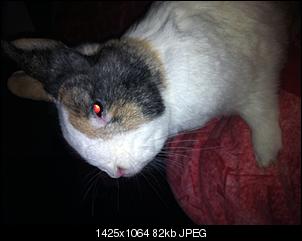 Meine beiden s��en Nasen-img_0287%5B1%5D.jpg