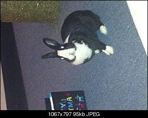 Meine beiden s��en Nasen-img_0019%5B1%5D.jpg