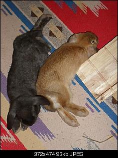 fotos von sophie und charlie-relaxed-hasies-klein.jpg
