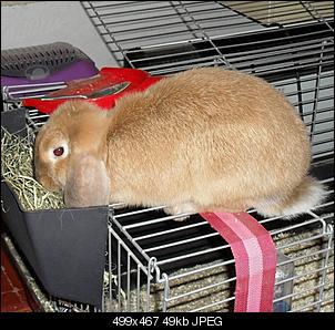 fotos von sophie und charlie-sophie-auf-dem-k%E4fig.jpg