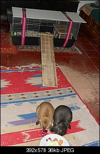 fotos von sophie und charlie-deckel-auf-k%E4fig.jpg