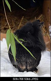 Lindas, Schneewittchens & Paulchens Fotothread-kaninchen-9-.jpg