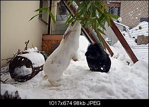 Lindas, Schneewittchens & Paulchens Fotothread-kaninchen-5-.jpg