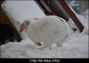 Lindas, Schneewittchens & Paulchens Fotothread-kaninchen-6-.jpg