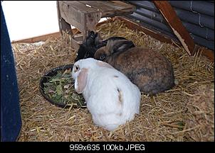Lindas, Schneewittchens & Paulchens Fotothread-kaninchen-15-.jpg