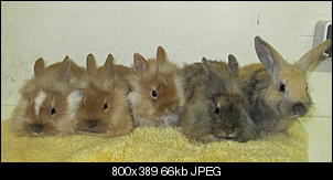 Mal wieder ein Neuzugang....-hasenbabys-096.jpg