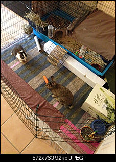 Susi, Fipsi und ich-image_1359584170401029.jpg