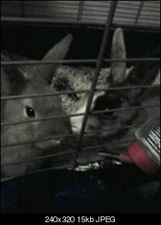 hallo besitzer und 2 kaninchen stellen sich vor-charlie-georgina-20-.jpg